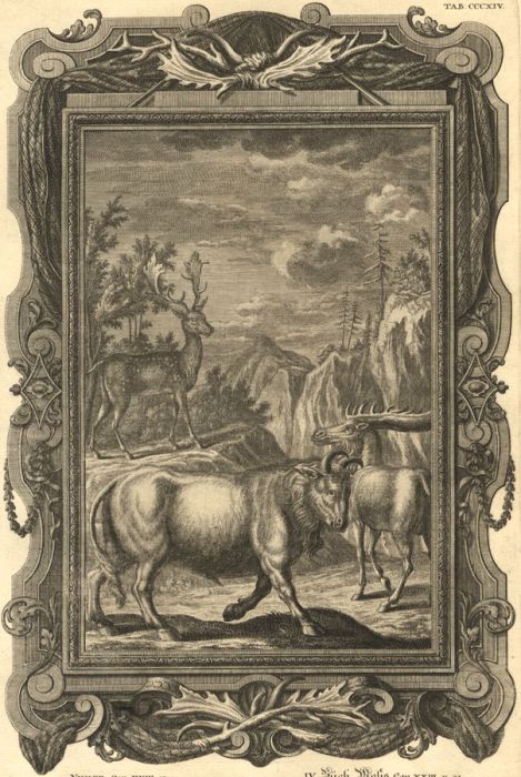 I. G. Pinz - 18th Century Engraving, Urus, Dama, Platyceros, Oryx