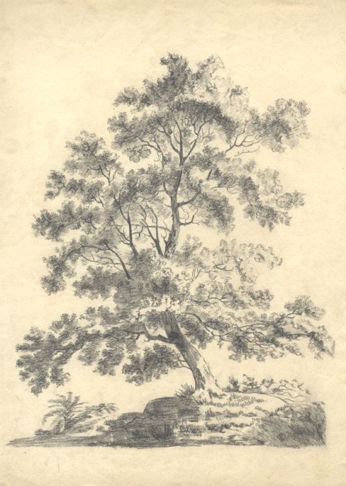 Samuel Gillespie Prout  - Early 20th Century Graphite Drawing, Tree