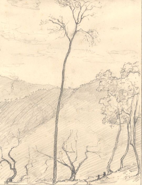 Marcus Adams - Early 20th Century Graphite Drawing, Trees in a Landscape
