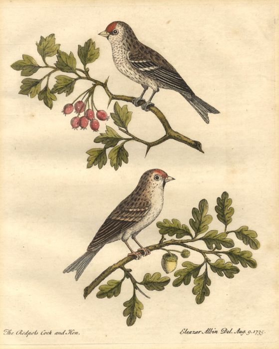 Eleazar Albin (1680–1742) - 1735 Etching, The Redpols Cock and Hen