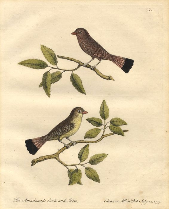Eleazar Albin (1680–1742) - 1735 Etching, The Amadauads Cock and Hen