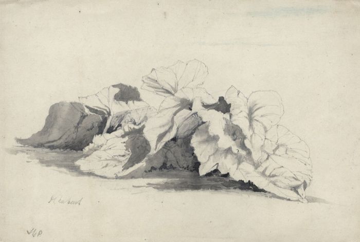 Samuel Gillespie Prout  - Early 19th Century Pen and Ink Drawing, Rhubarb
