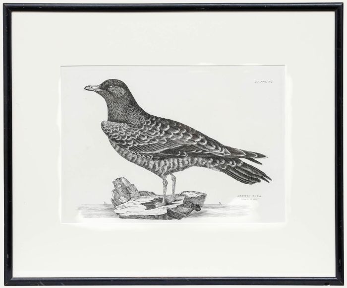 Prideaux John Selby (1788-1867) - Early 20th Century Engraving, Arctic Skua