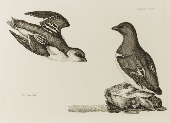 19th Century Engraving - Ornithological Studies - Little Auks