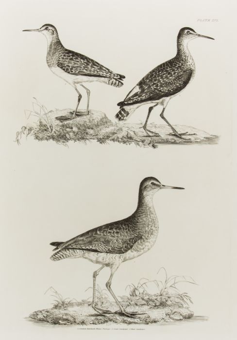 19th Century Engraving - Ornithological Studies - Common Redshank and Sandpipers