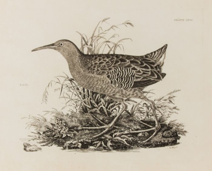 R Mitford - 19th Century Engraving, Ornithological Studies - Rail