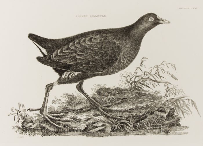 R Mitford - 19th Century Engraving, Ornithological Studies - Common Gallinule