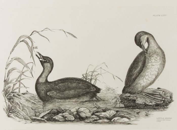 19th Century Engraving - Ornithological Studies - Little Grebe