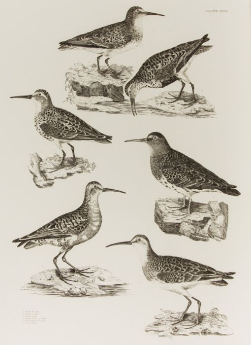 19th Century Engraving - Ornithological Studies - Dunlins, Pigmies and Tringa