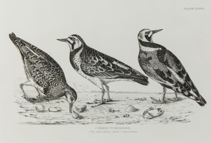 19th Century Engraving - Ornithological Studies - Common Turnstones