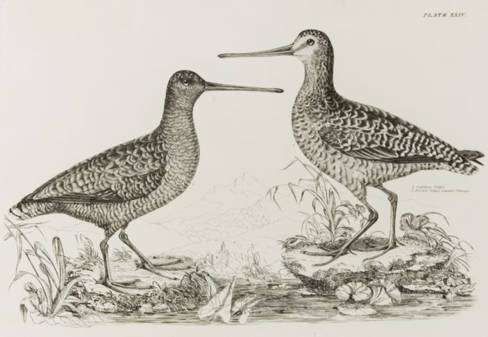 19th Century Engraving - Ornithological Studies - Sabines Snipe and Brown Snipe
