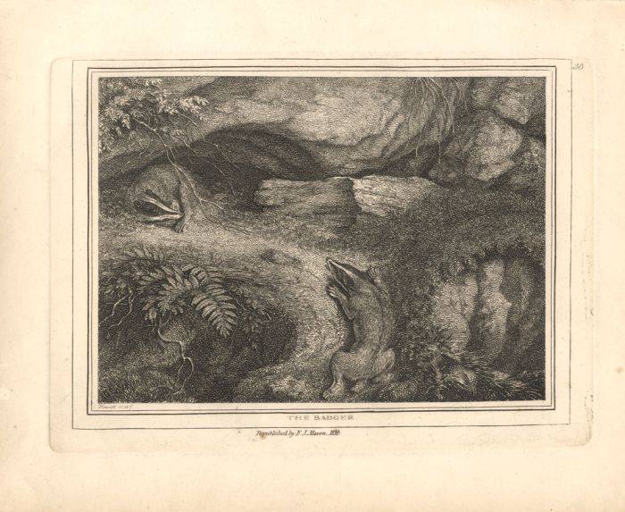 After Samuel Howitt - 1834 Engraving, The Badger