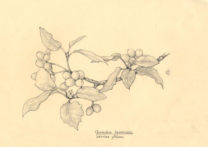 I. M. Charters - Mid 20th Century Graphite Drawing, Study of Berries