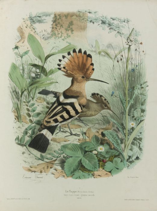 After Edouard Travies (1809-1869) - Early 20th Century Lithograph, La Huppe