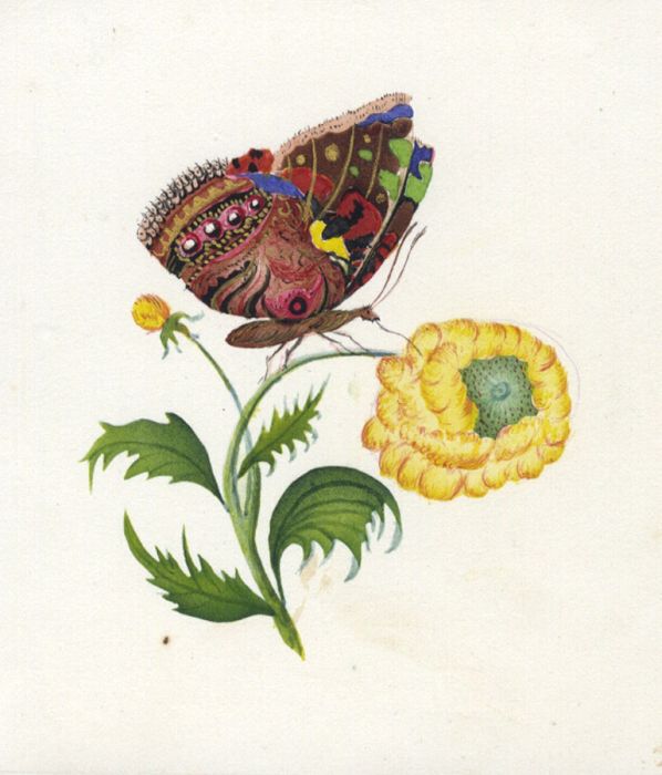 W. Loftus - Fine English School c.1832 Gouache, Study of a Butterfly