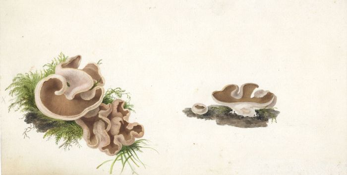 Anna Maria Hussey - Excellent 1840s Watercolour, Fungi Study