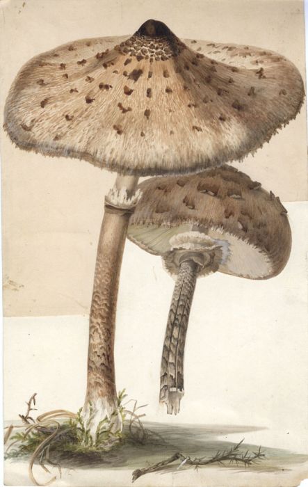 Anna Maria Hussey - Published 1840s Watercolour, Agaricus Procerus