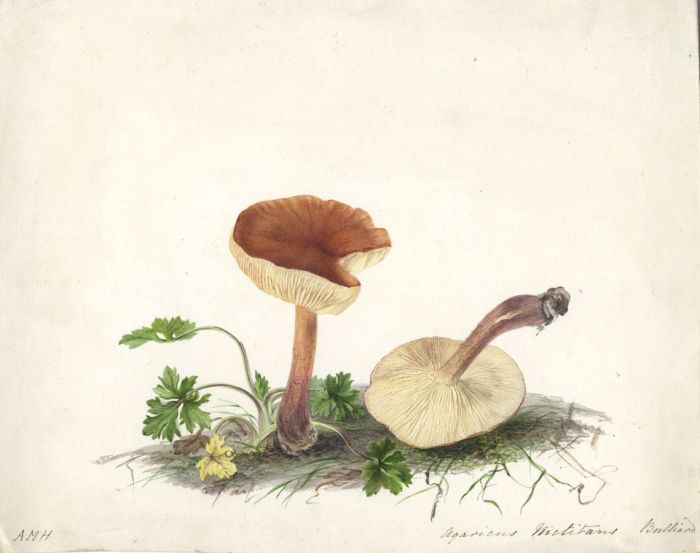 Anna Maria Hussey - Monogrammed 1840s Watercolour, Agaricus Nictitans, Bulliard