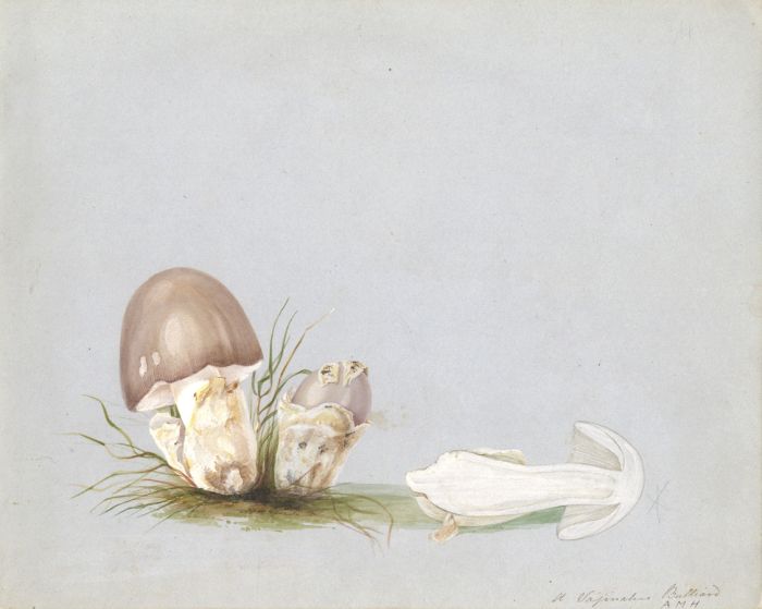 Anna Maria Hussey - Monogrammed 1840s Watercolour, Fungi Study