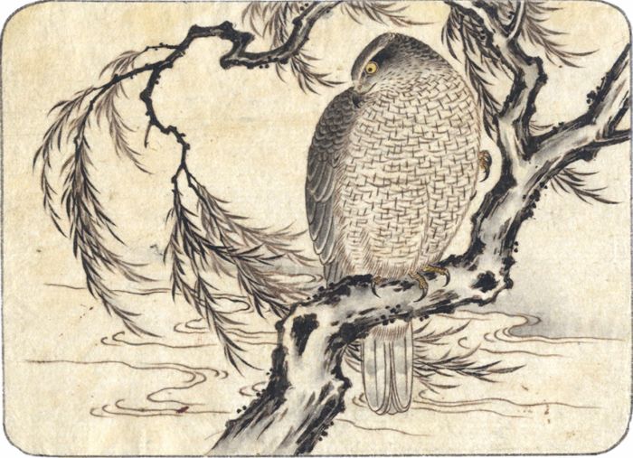 Fine Japanese 19th Century Watercolour - Hawk on a Branch