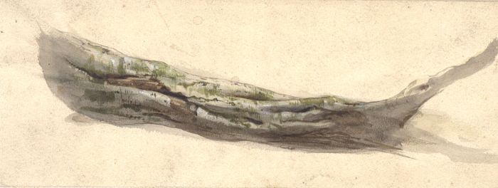 Late 19th Century Watercolour - Study of a Tree Branch