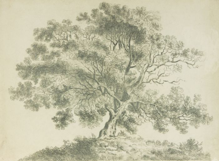 English School 19th Century Graphite Drawing - Tree