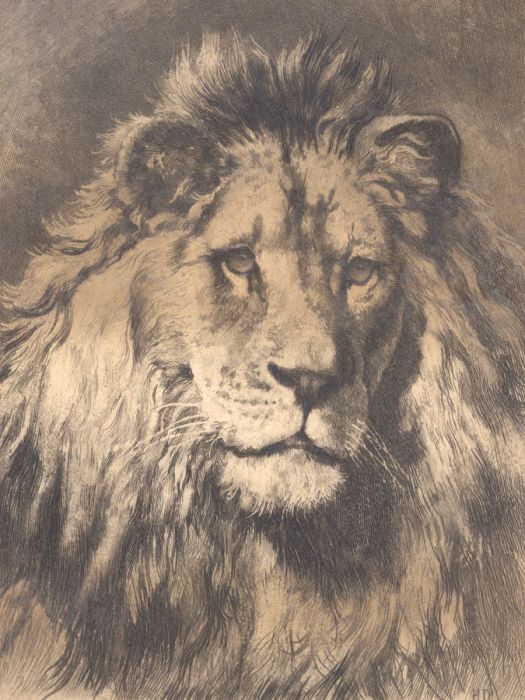 Herbert Thomas Dicksee (1862-1942) - Early 20th Century Etching, Head of a Lion