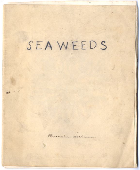 English School 19th Century Album - Seaweed Specimens