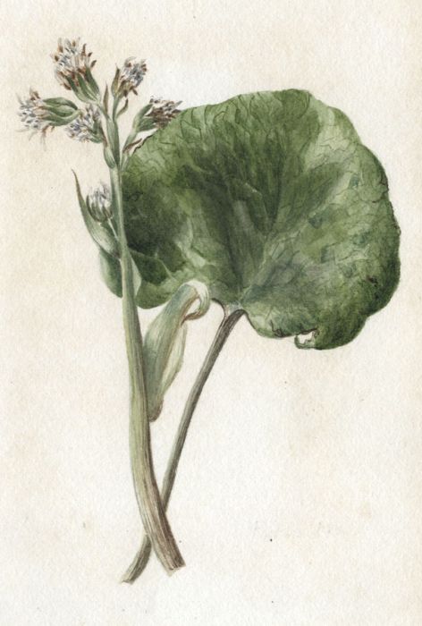 English School Late 19th Century Watercolour - Botanical Study