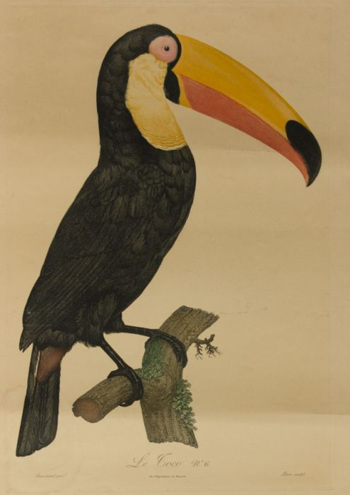 Pérée after Barraband - Early 20th Century Etching, Le Toco No.6