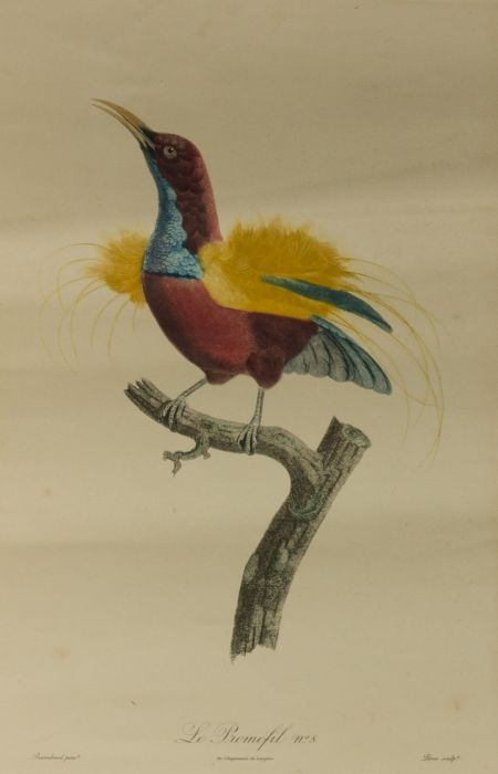Pérée after Barraband - Early 20th Century Etching, Le Promefil No.8