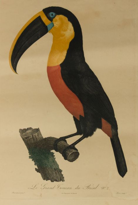 Pérée after Barraband - 20th Century Etching, Le Grand Toucan de Bresil No.7