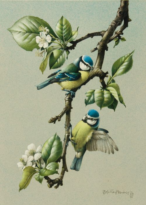 Edwin Penny (b.1930) - Limited Ed. Mid 20th Century Chromolithograph, Blue Tits