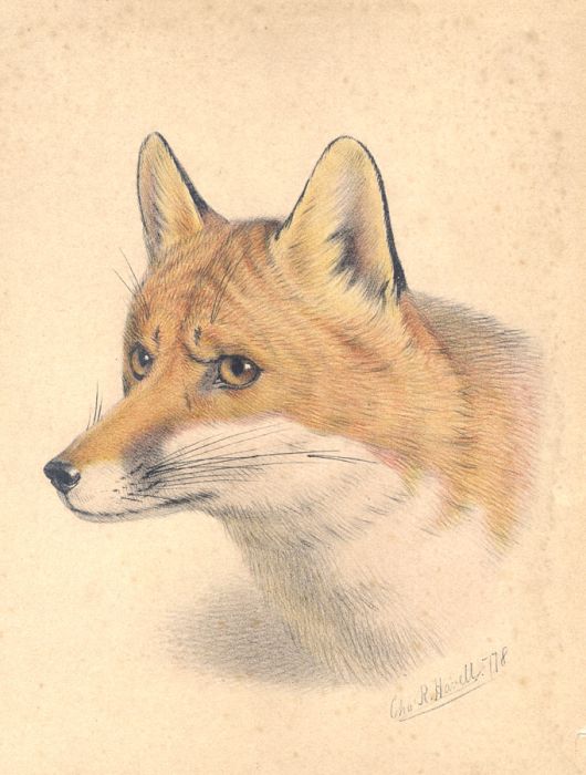 Charles Richards Havell (1827-1892) - Mid 19th Century Chromolithograph, Fox