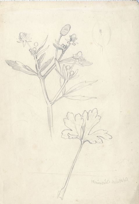 Hans James Berthold (b.1884) - Early 20th Century Graphite Drawing, Flower Study