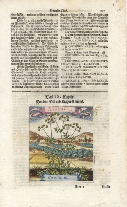 Michael Bernhard Valentini - Set of 16 1719 Engravings, Viridarium Reformatum