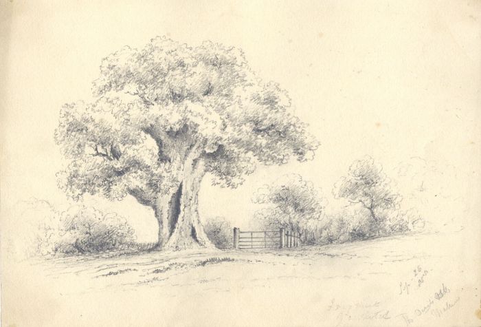 Attributed John Samuel Bowles - 1850 Graphite Drawing, Oak in a Landscape