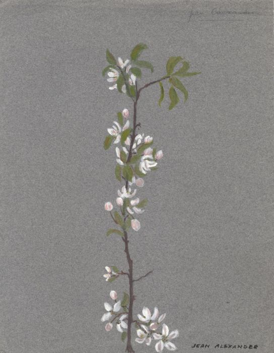 Jean Dryden Alexander (1911-1994) - Signed Watercolour, Flower Branch