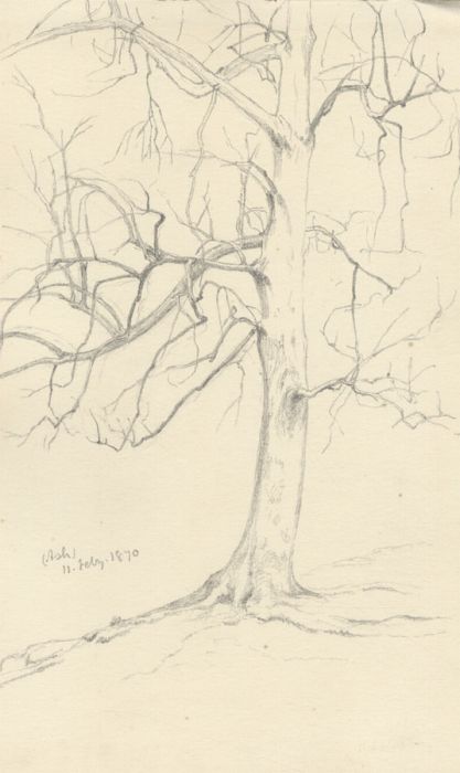 Quantity of 1870 Graphite Drawings - Studies of Trees