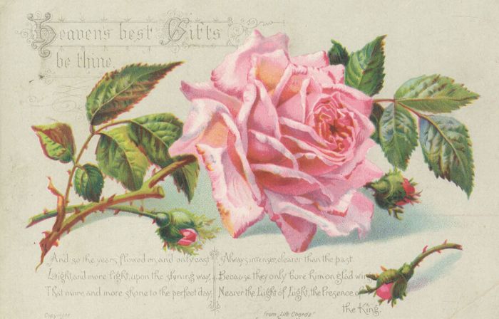 Quantity of Early 20th Century Botanical Greeting Cards