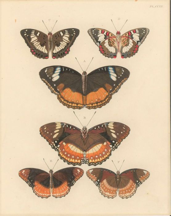 Late 19th Century Watercolour - Studies of Butterflies