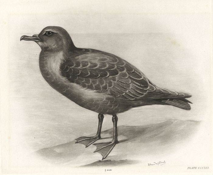 Lilian Medland - Eight Early 20th Century Photogravure, Ornithological Studies 