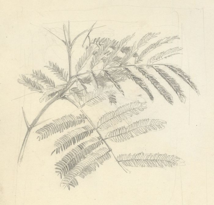 Hans James Berthold (b.1884) - Early 20th Century Graphite Drawing, Fern Drawing