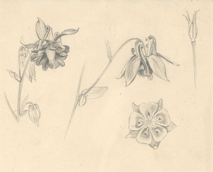 Hans James Berthold (b.1884) - Early 20th Century Graphite Drawing, Flower Study