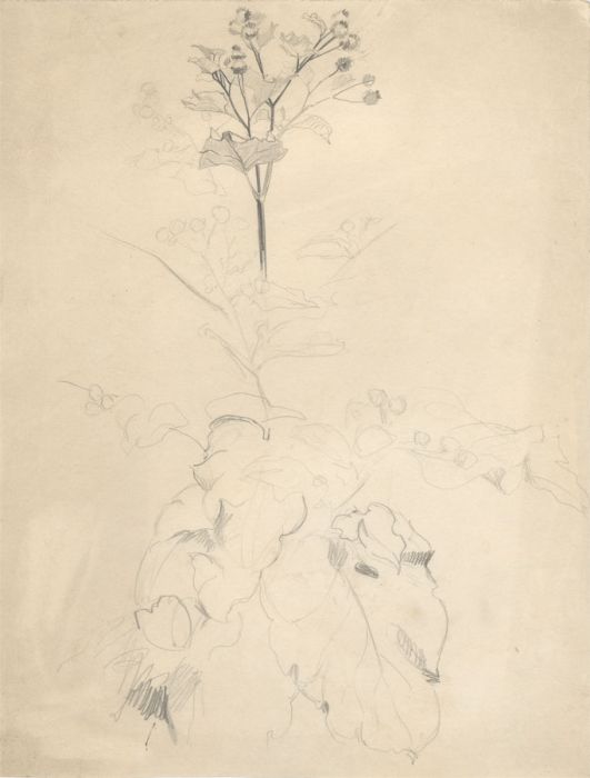 Hans James Berthold (b.1884) - Early 20th Century Graphite Drawing, Plant Study