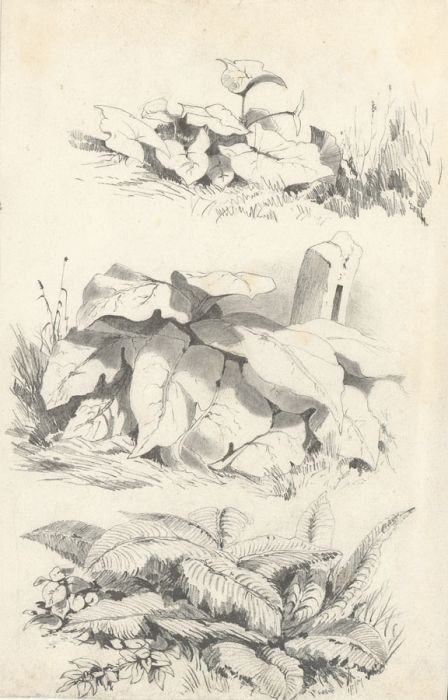James Davey - 1857 Graphite Drawing, Fern Study