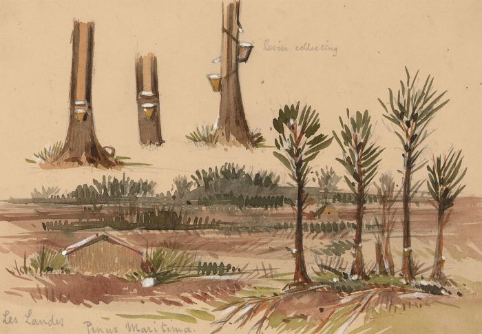 T. Dobson - Late 19th Century Watercolour, Resin Collecting