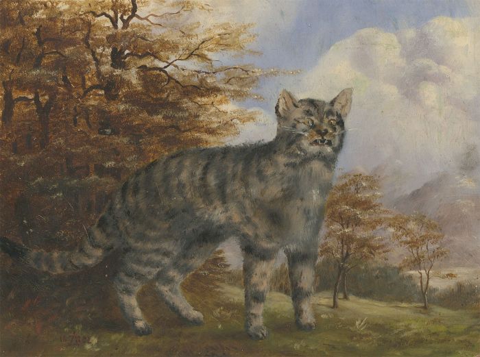 Alexander Blackwood - 1882 Oil, A Wild Cat