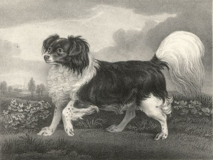 W. Sherlock - Early 20th Century Lithograph, Fidele, A Favourite Spaniel
