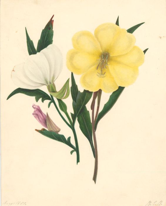B.G.B - 1850 Watercolour, Botanical Study 